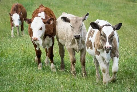 Group of calves Stock Photos