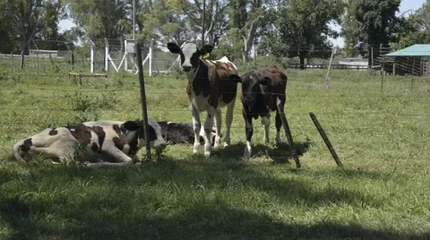 Group of calves resting and looking at the camera Stock Footage 44361669
