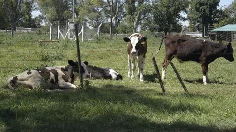 Group of calves resting walking and looking Stock Footage 44362178