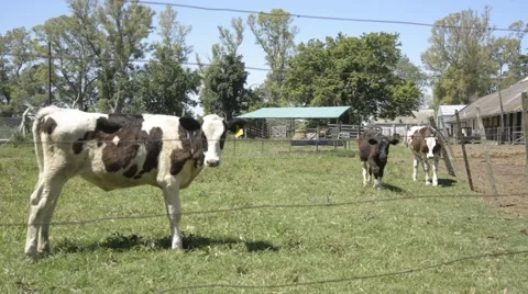 Group of calves walking and looking Stock Footage 44362874