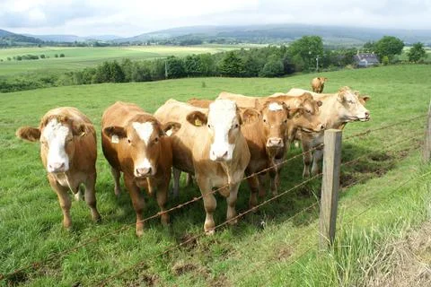 A group of calves watching at the camera in a field in Scotland Stock Photos