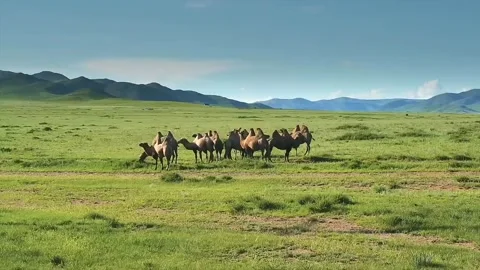 A group of camel-like animals Stock Footage 214762191