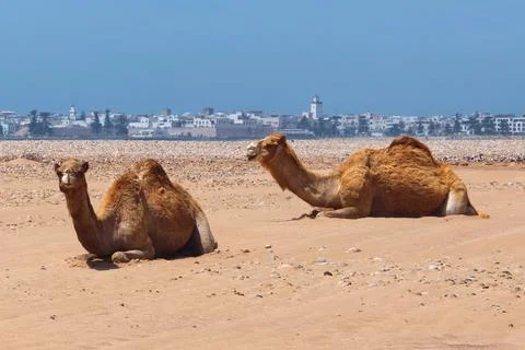 Group of camels are resting on the beach on the Atlantic ocean coast near E.. Stock Photos