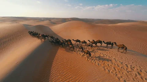 Group of camels being herded over sand dunes in the Arabian desert Vídeo Stock 55517735