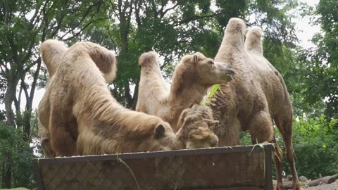 A group of camels in a cage Stock Footage 236190409