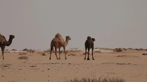 Group of camels in the desert, Egypt Stock Footage 36141460