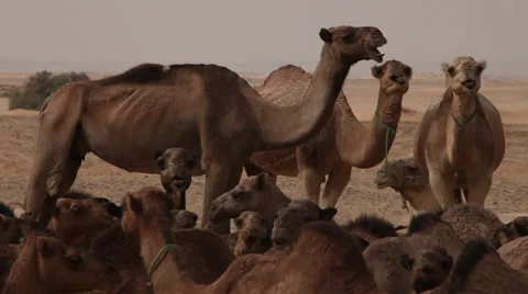 Group of camels in the desert, Egypt Stock Footage 36724999