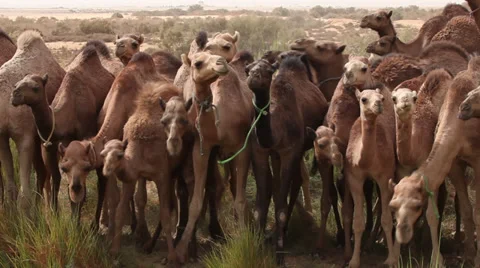 Group of camels in the desert, Egypt Video stock 36727815
