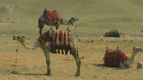 Group of camels in the desert Stock Footage 48651220