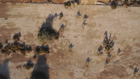 A group of camels in the desert Stock Footage 167031884
