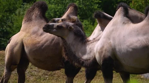 A group of camels  Stock Footage 246426162