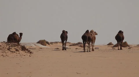 Group of camels going away in the desert, Egypt Stock Footage 36141239