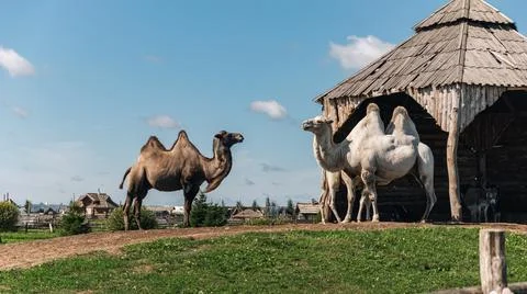 Group of camels, including a two-humped Bactrian camel and at least one singl Stock Photos
