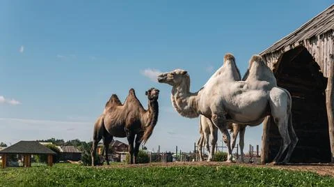 Group of camels, including a two-humped Bactrian camel and at least one singl Stock Photos