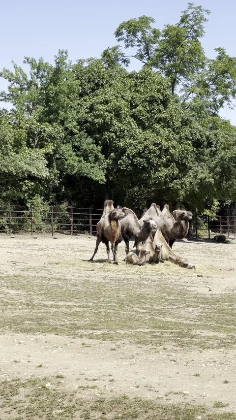 Group of camels in the park. Stock video clip. Stock Footage 202259853