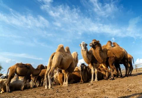 A group of camels Stock Photos