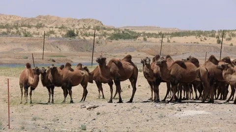 Group of camels rest in desert Stock Footage 140241300