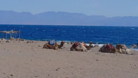 Group of camels rests on the beach Stock Footage 236571057