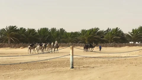 Group of camels with riders progresses through an oasis scene amidst Sahara d Stock Footage 329002628