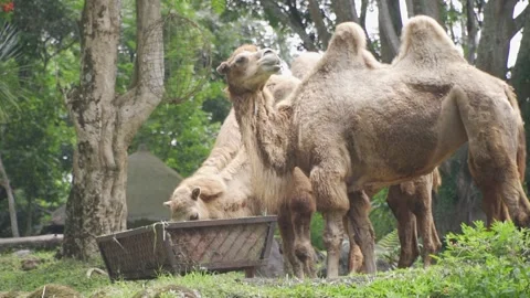 A group of camels standing in grass Stock Footage 236190422