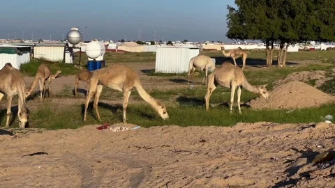 Group Of Camels walking in Kuwait desert Stock Footage 233465295