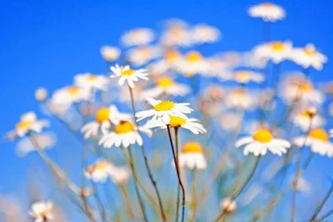 Group of camomiles Stock Photos
