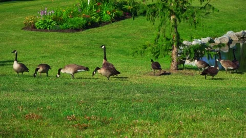 Group of Canada Geese Eating from a Pine Tree by a Spring Lake Video stock 308217822