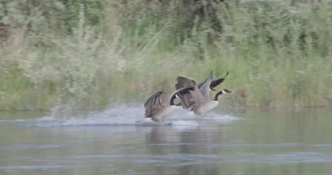 Group of Canada geese in flight panning to water landing on San Juan River Stock Footage 336407584