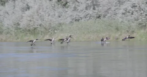 Group of Canada geese in flight to water landing, mid wide panning shot Stock Footage 336407706