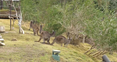Group of cangaroo eating Video stock 150185370