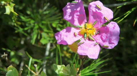 Group of Cantharidae on flower Vidéo 710073
