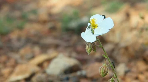 Group of Cantharidae on a flower 스톡 동영상 710117