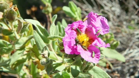 Group of Cantharidae 库存影片 711164