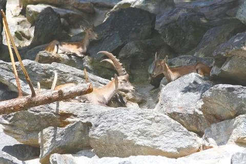 Group of capricorns on mountain Stock Photos