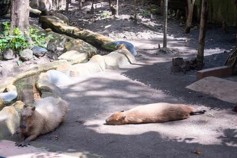 A group of capybara is basking under warm sunlight in a conservation park. Stock Photos