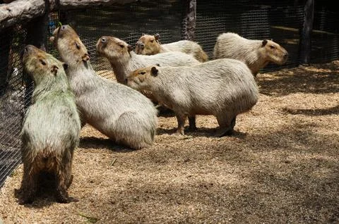 Group of Capybara in the cage Foto stock