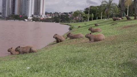 A group of Capybaras basking in the sun in front of a lake. Stock Footage 272466837