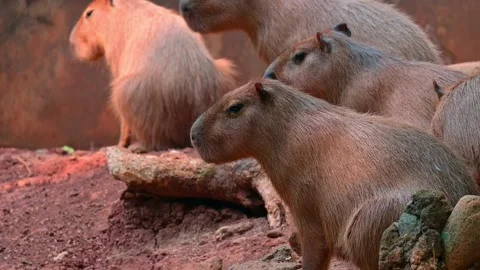 A group of capybaras 스톡 동영상 264995559