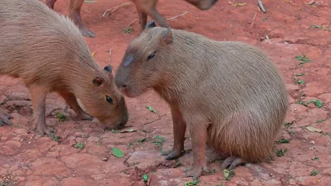 Group of capybaras 스톡 동영상 264996590