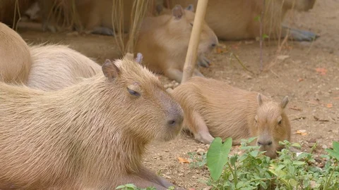A group of capybaras is sleeping in shadow Video stock 115068106