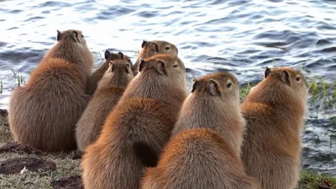 Group of capybaras watching the river at sunset Vídeo Stock 338154600