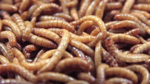 Group of ฺฺcardinal click beetle larva Stock-Footage 67535878