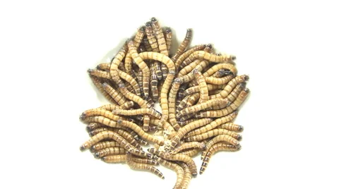 Live Maggots - Screwworm Larvae, Quickly Swarm in a Storage Container.  Stock Footage - Video of group, creature: 259860812