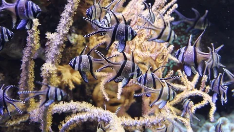 Group of cardinal fish of Banggai Stock Footage 100634883