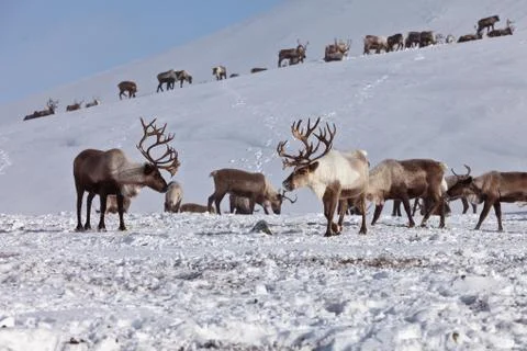 Group of caribou Stock Photos