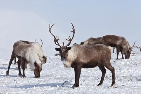 Group of caribou Stock Photos