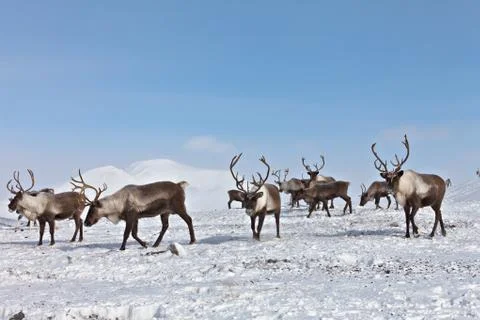 Group of caribou Stock Photos