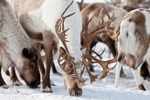 Group of caribou Stock Photos