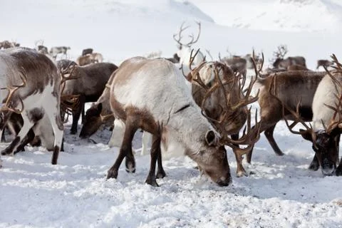 Group of caribou Stock Photos