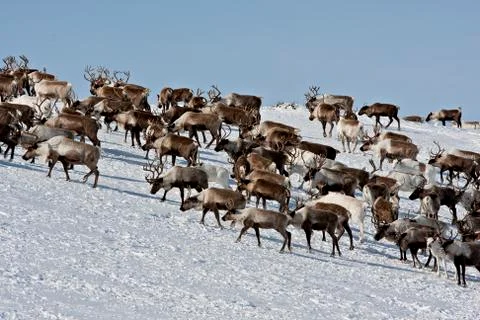 Group of caribou Stock Photos